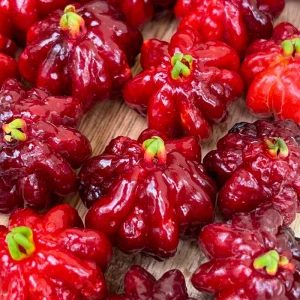 Spicy Pitanga Cherry Live Plant - Eugenia Uniflora Starter, 4-8'' Tall, 2.5