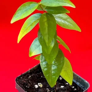 Spicy Pitanga Cherry Live Plant - Eugenia Uniflora Starter, 4-8'' Tall, 2.5