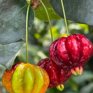 Spicy Pitanga Cherry Live Plant - Eugenia Uniflora Starter, 4-8'' Tall, 2.5