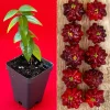 Spicy Pitanga Cherry Live Plant - Eugenia Uniflora Starter, 4-8'' Tall, 2.5" Pot - Image 1