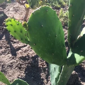 Spineless Cactus Cuttings - Cochenillifera Succulent - Hardy, Fast-Growing Live Plant - Image 10