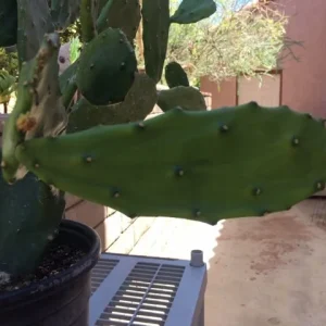 Spineless Cactus Cuttings - Cochenillifera Succulent - Hardy, Fast-Growing Live Plant - Image 2