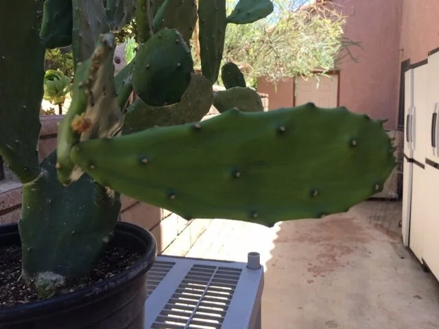 Spineless Cactus Cuttings - Cochenillifera Succulent - Hardy, Fast-Growing Live Plant - Image 2