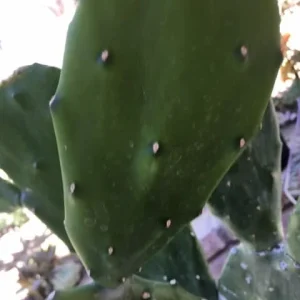 Spineless Cactus Cuttings - Cochenillifera Succulent - Hardy, Fast-Growing Live Plant - Image 3