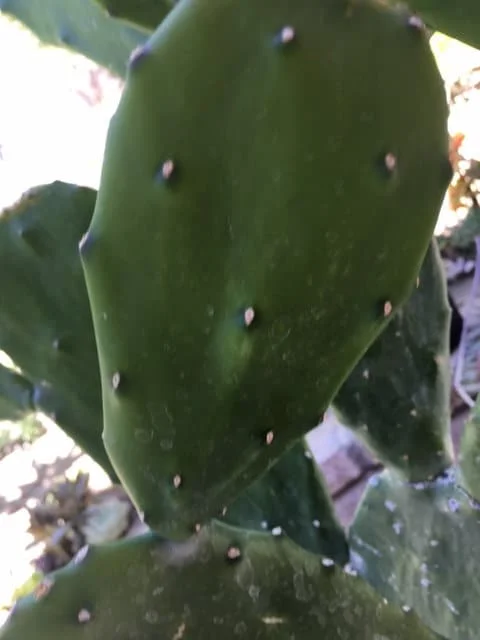 Spineless Cactus Cuttings - Cochenillifera Succulent - Hardy, Fast-Growing Live Plant - Image 3