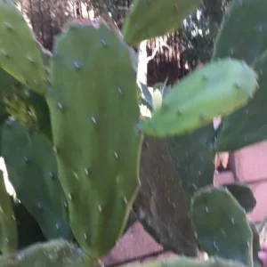 Spineless Cactus Cuttings - Cochenillifera Succulent - Hardy, Fast-Growing Live Plant - Image 4