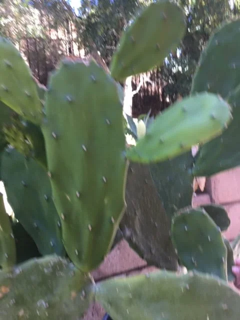 Spineless Cactus Cuttings - Cochenillifera Succulent - Hardy, Fast-Growing Live Plant - Image 4