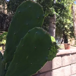 Spineless Cactus Cuttings - Cochenillifera Succulent - Hardy, Fast-Growing Live Plant - Image 5