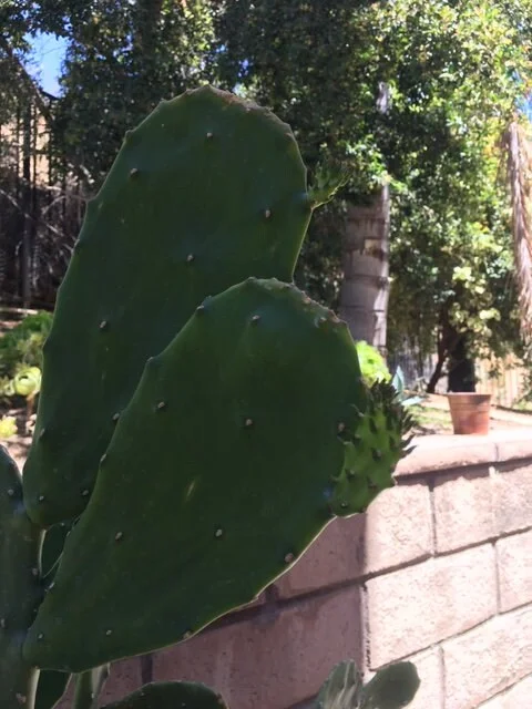 Spineless Cactus Cuttings - Cochenillifera Succulent - Hardy, Fast-Growing Live Plant - Image 5