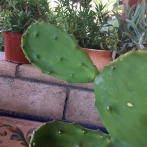 Spineless Cactus Cuttings - Cochenillifera Succulent - Hardy, Fast-Growing Live Plant - Image 6