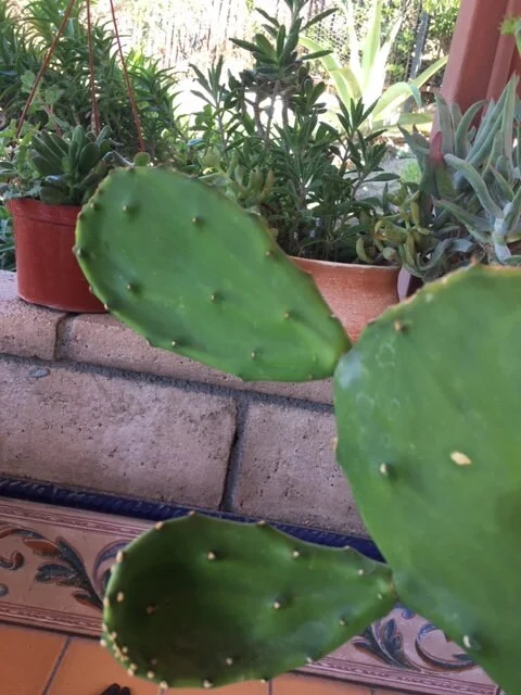 Spineless Cactus Cuttings - Cochenillifera Succulent - Hardy, Fast-Growing Live Plant - Image 6