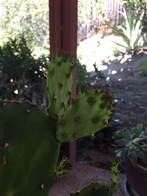 Spineless Cactus Cuttings - Cochenillifera Succulent - Hardy, Fast-Growing Live Plant - Image 7