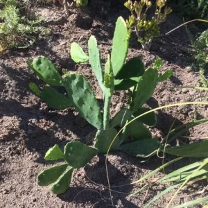 Spineless Cactus Cuttings - Cochenillifera Succulent - Hardy, Fast-Growing Live Plant - Image 8