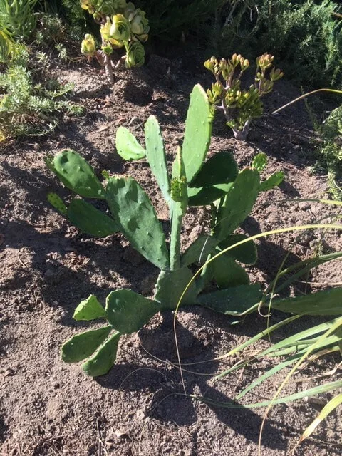 Spineless Cactus Cuttings - Cochenillifera Succulent - Hardy, Fast-Growing Live Plant - Image 8