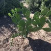 Spineless Cactus Cuttings - Cochenillifera Succulent - Hardy, Fast-Growing Live Plant - Image 1