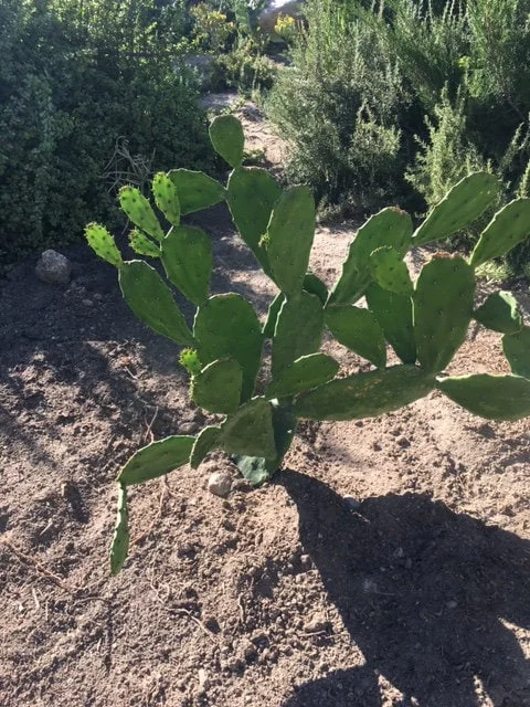 Spineless Cactus Cuttings - Cochenillifera Succulent - Hardy, Fast-Growing Live Plant - Image 1