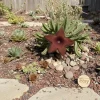 Stapelia Grandiflora Succulent Cutting - Starfish Flower Plant - Rare Unrooted - Image 1