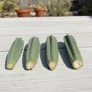 Stapelia Grandiflora Succulent Cutting - Starfish Flower Plant - Rare Unrooted - Image 2