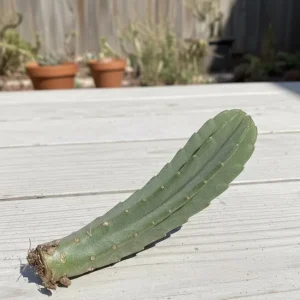 Stapelia Grandiflora Succulent Cutting - Starfish Flower Plant - Rare Unrooted - Image 3