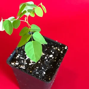 Star Fruit 'Bell' Seedling Live Plant - 4-10'' Tall Averrhoa Carambola Tree - Image 3