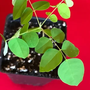 Star Fruit 'Bell' Seedling Live Plant - 4-10'' Tall Averrhoa Carambola Tree - Image 7