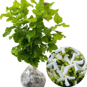 Star Jasmine Live Plant - 2 Blooming Plants, 4-7 Inches Tall, Indoor/Outdoor - Image 5