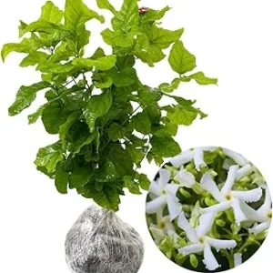 Star Jasmine Live Plant - 2 Blooming Plants, 4-7 Inches Tall, Indoor/Outdoor - Image 6