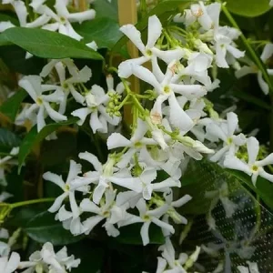 Star Jasmine Live Plant - 2 Blooming Vines, 5-7 Inch Tall, Outdoor - Image 6