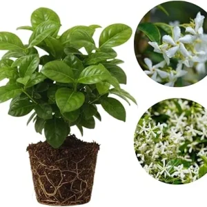 Star Jasmine Live Plant, 2-Pack, Fragrant White Flowers, 5-7 inches, Outdoor - Image 2