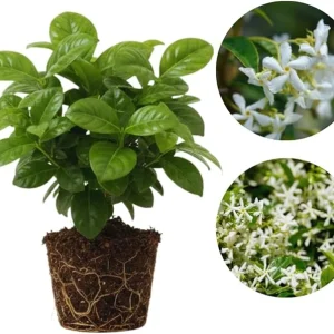 Star Jasmine Live Plant, 2-Pack, Fragrant White Flowers, 5-7 inches, Outdoor - Image 3