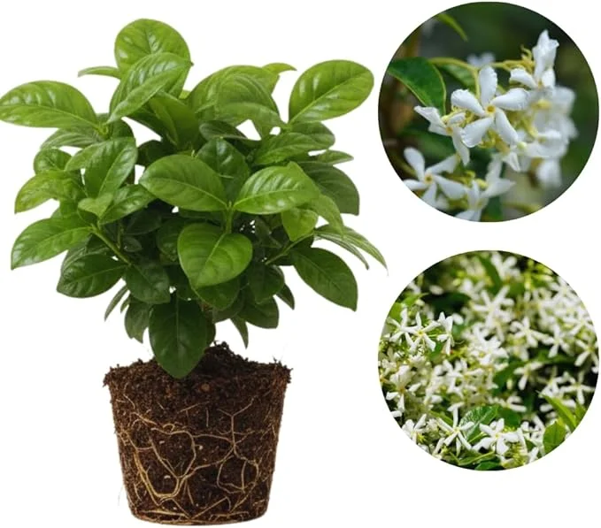 Star Jasmine Live Plant, 2-Pack, Fragrant White Flowers, 5-7 inches, Outdoor - Image 3