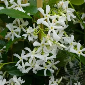 Star Jasmine Live Plant 5-7 Inches Tall - Fragrant White Flowers Outdoor - Image 2