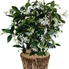 Star Jasmine Live Plants – Fragrant Blooming Vine – 2-Pack – 5-7 inches Tall – Outdoor - Image 1