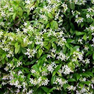 Star Jasmine Vine Live Plant - Trachelospermum Jasminoids - Fragrant White Flowers - 5-8 Inch Tall - Image 2