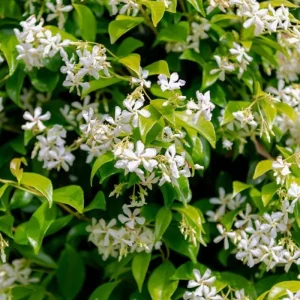 Star Jasmine Vine Live Plant - Trachelospermum Jasminoids - Fragrant White Flowers - 5-8 Inch Tall - Image 4