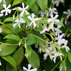 Star Jasmine Vine Live Plant - Trachelospermum Jasminoids - Fragrant White Flowers - 5-8 Inch Tall - Image 6