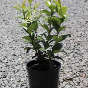 Star Jasmine Vine Live Plant - Trachelospermum Jasminoids - Fragrant White Flowers - 5-8 Inch Tall - Image 7