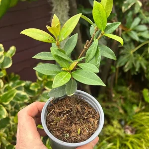 Star Jasmine Vine Live Plant - Trachelospermum Jasminoids - Fragrant White Flowers - 5-8 Inch Tall - Image 8
