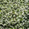 Star Jasmine Vine Live Plant - Trachelospermum Jasminoids - Fragrant White Flowers - 5-8 Inch Tall - Image 1