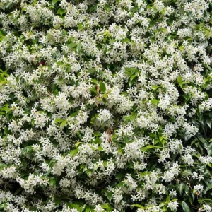 Star Jasmine Vine Live Plant - Trachelospermum Jasminoids - Fragrant White Flowers - 5-8 Inch Tall - Image 1