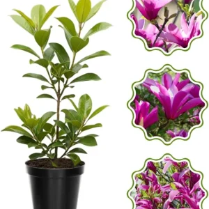 Star Magnolia Tree Live Plant 4-8 Inches – Fragrant Spring Blooms – Outdoor Perennial - Image 2