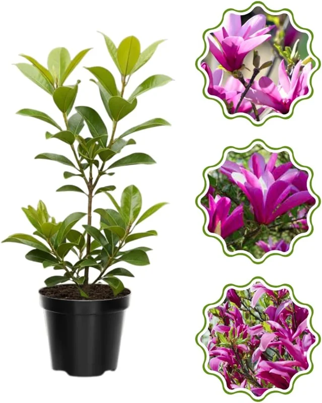 Star Magnolia Tree Live Plant 4-8 Inches – Fragrant Spring Blooms – Outdoor Perennial - Image 2
