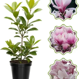 Star Magnolia Tree Live Plant 4-8 Inches – Fragrant Spring Blooms – Outdoor Perennial - Image 4