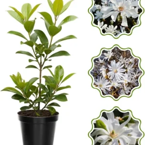 Star Magnolia Tree Live Plant 4-8 Inches – Fragrant Spring Blooms – Outdoor Perennial - Image 5