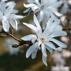 Star Magnolia Tree Live Plant – White Flowers Shrub, 6-12 Inches Tall, 4 Inch Pot, Outdoor - Image 5