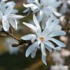 Star Magnolia Tree Live Plant – White Flowers Shrub, 6-12 Inches Tall, 4 Inch Pot, Outdoor - Image 1