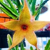 Starfish Cactus Live Plant – Rare Succulent in 2" Pot – 4-8 Inch Tall Houseplant - Image 1