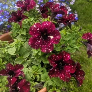 Starry Sky Burgundy Petunia Live Plant - 2 Pack, Trailing Flowers, 3-6 Inch Tall - Image 10