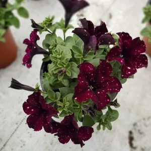 Starry Sky Burgundy Petunia Live Plant - 2 Pack, Trailing Flowers, 3-6 Inch Tall - Image 2