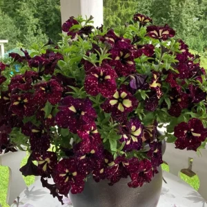 Starry Sky Burgundy Petunia Live Plant - 2 Pack, Trailing Flowers, 3-6 Inch Tall - Image 1